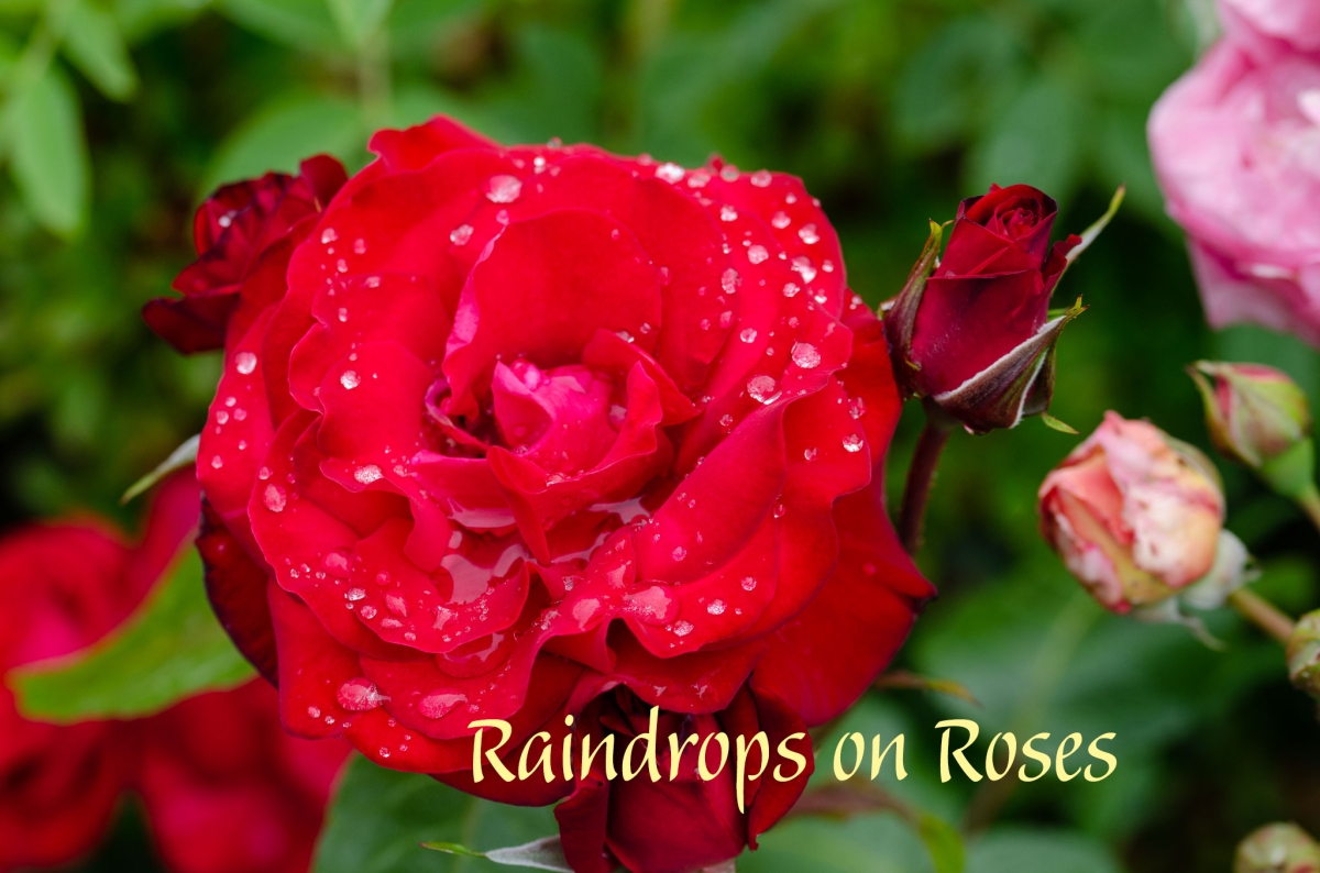 rosebud  Heavenly Raindrops